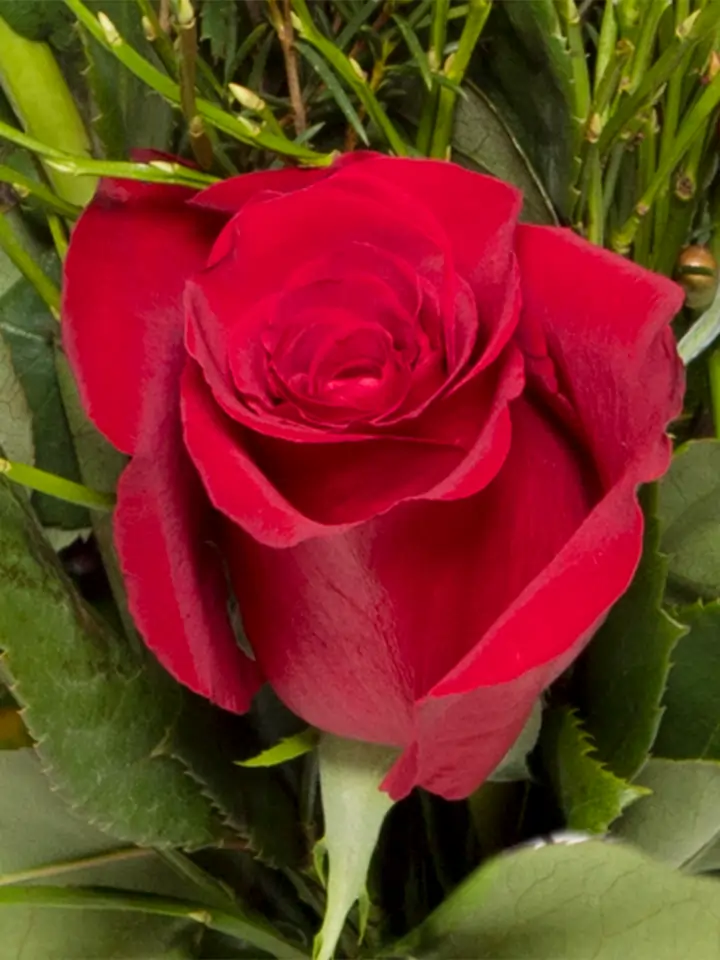 Rosa rossa macro